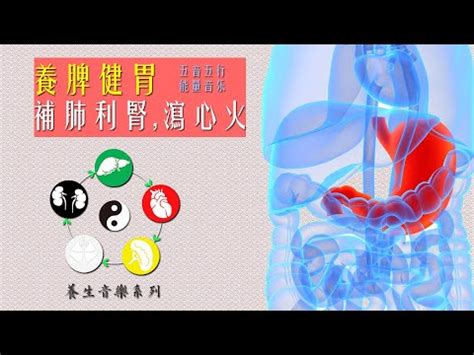 胃 五行|（三）脾、胃